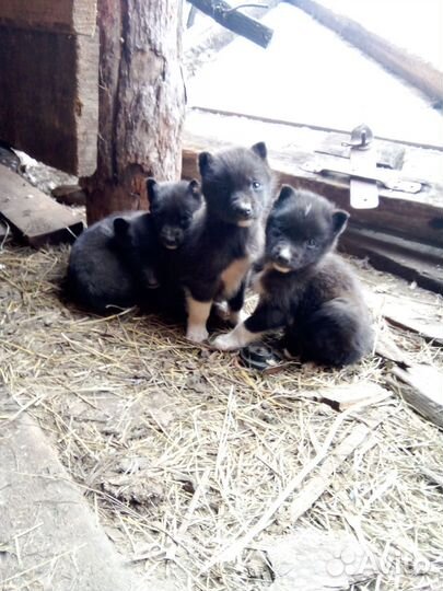 Щенки русско европейской лайки