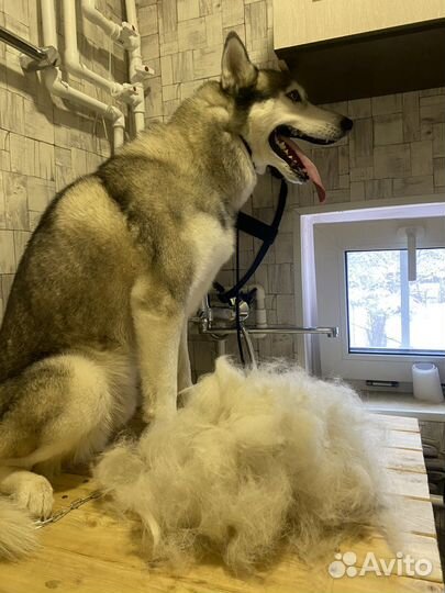 Мойка и чистка собак крупных пород