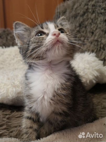 Миникошечка Малинка, котенок в добрые руки