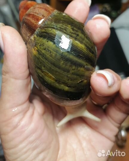 Продам улиток