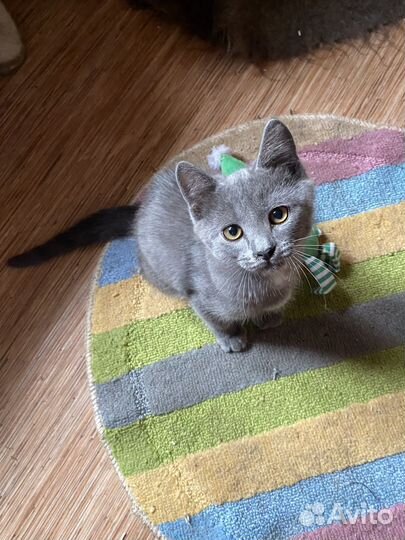 Котята в добрые руки бесплатно