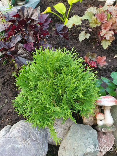 Туя шаровидная