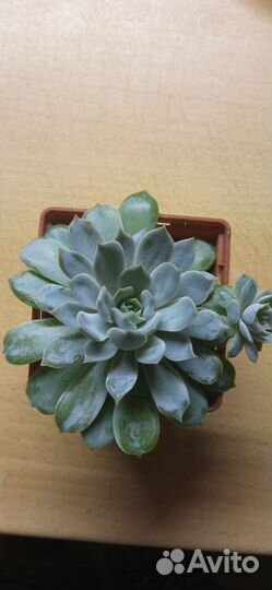 Эхеверия, хавортия, фиалка