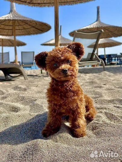 Вязка собак тикап той-пудель