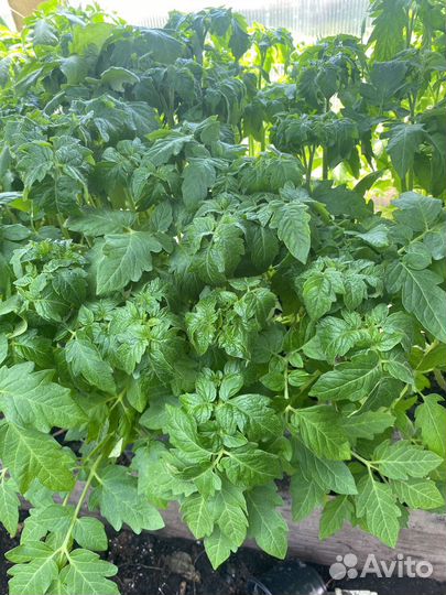 Рассада помидор