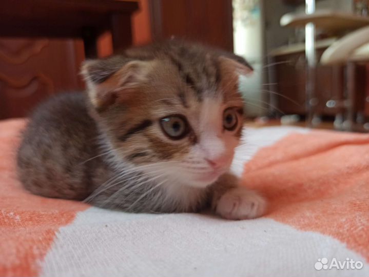 Вислоухие котики