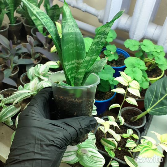 Сансевиерия