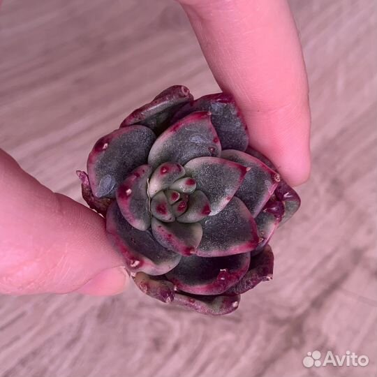 Редкие коллекционные суккуленты