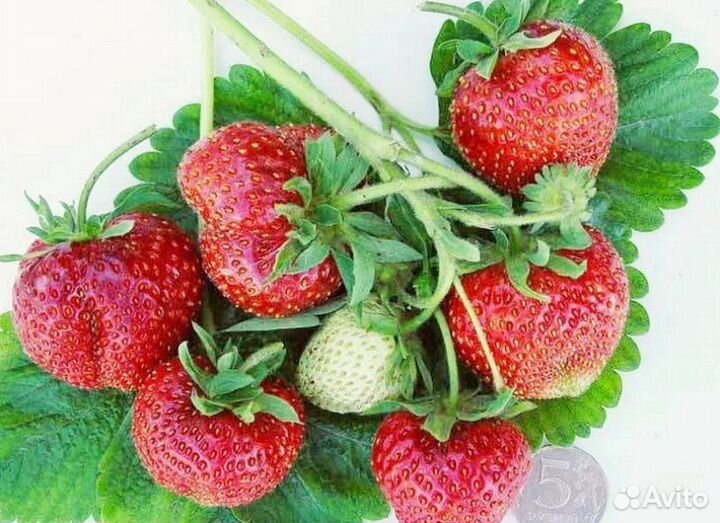 Рассада саженцы клубники Боровицкая