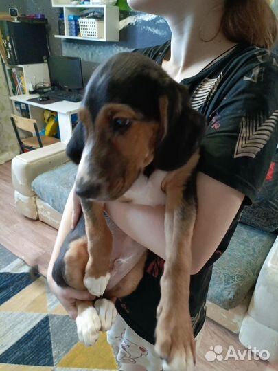 Бигль помесь