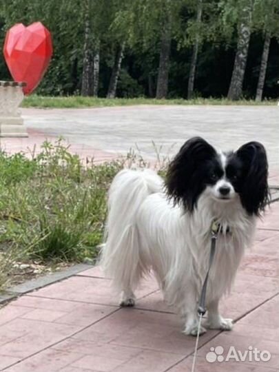 Папийон вязка