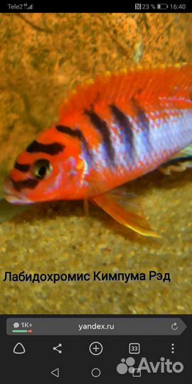 Аквариумные рыбки. Цихлиды Малави(обновлено)