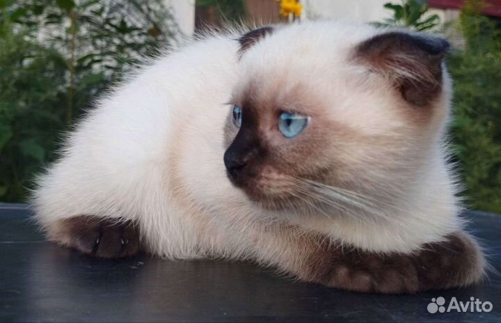 Шотландские котята