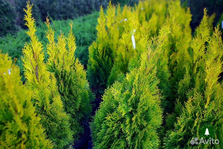 Туя Брабант артикул L-2897