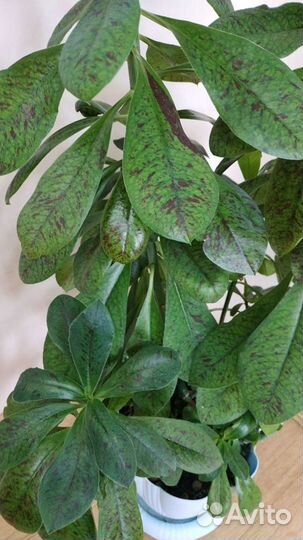 Эуфорбии - молочаи