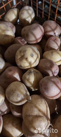 Картофель на еду, картофель семенной