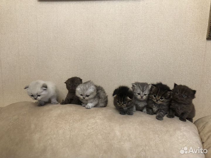 Шотландские котята