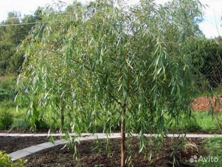 Ива гибридная