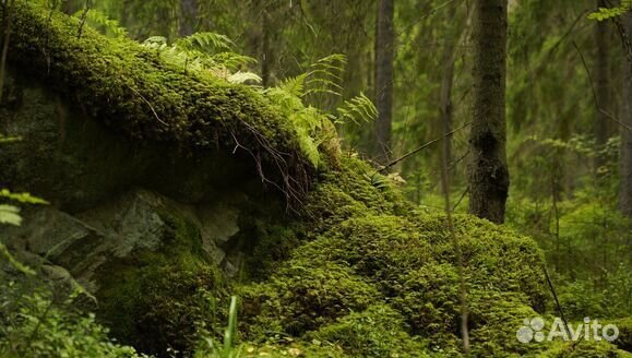 15.июл.23 Загадочная гора Воттоваара /ка3046