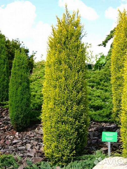 Можжевельник вертикальный информация в описании