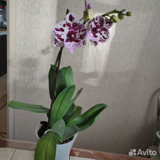 Орхидея фаленопсис биг лип