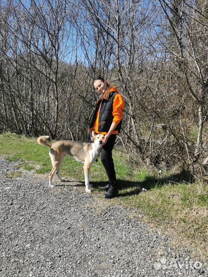 Выгул собак, занятия, зоотакси, передержка