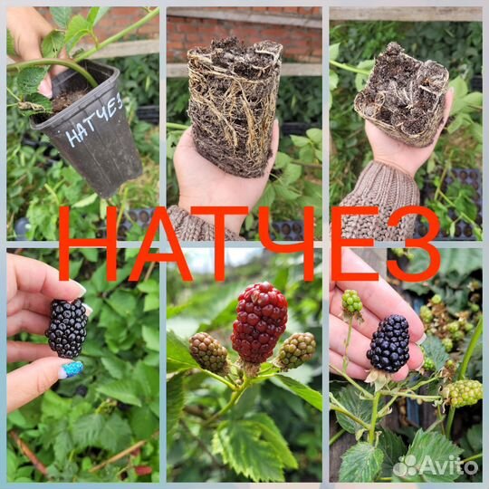 Ежевика саженцы