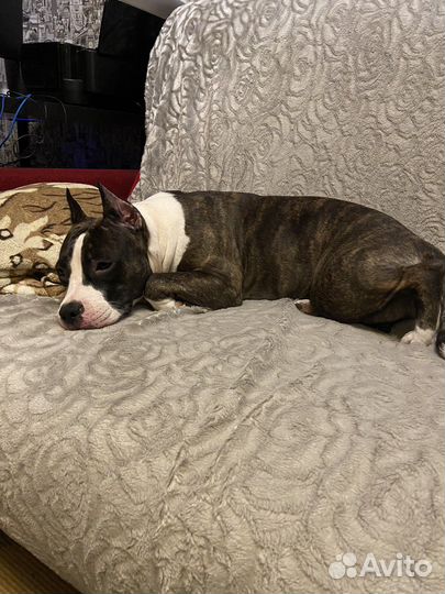 Выгул собак