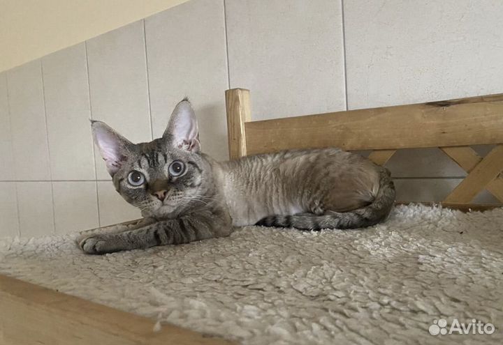 Девон-рекс котик Гальяно