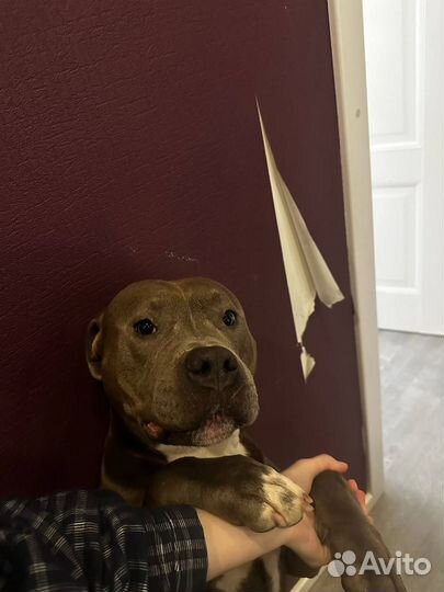 Отговорю от покупки в квартиру большой собаки