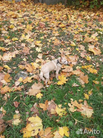 Передержка животных