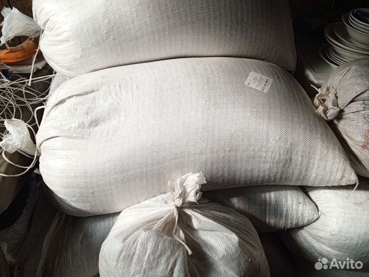 Зерно пшеница