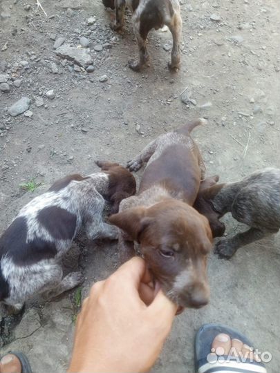 Щенки курцхара