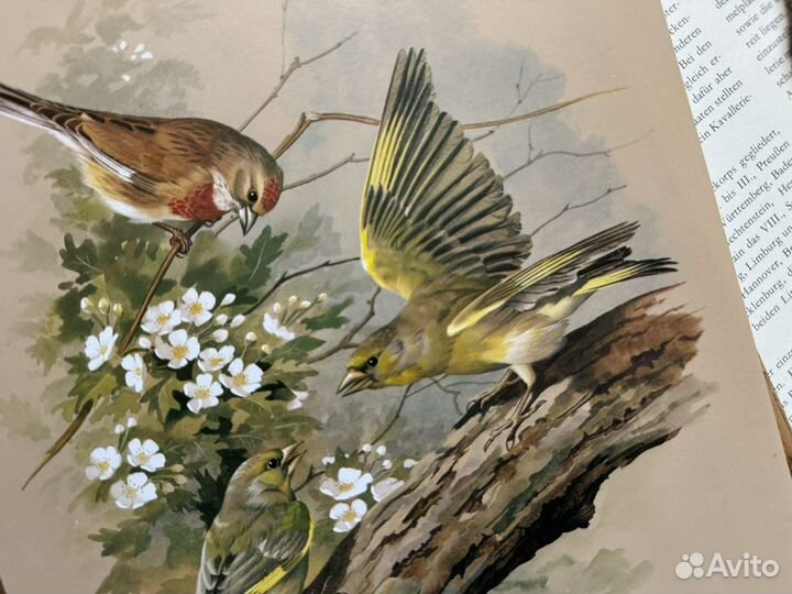 Репродукция. Птицы. Basil Ede. Коноплянка