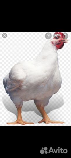 Бройлер цыплята суточные