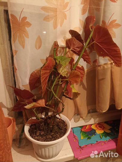 Бегония Коралловая