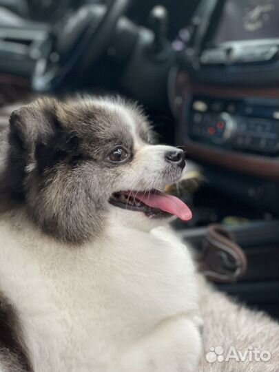 Вязка собак шпиц