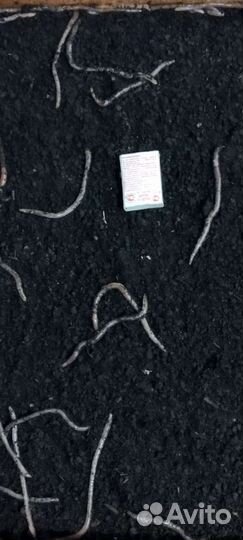 Дендрабена черви