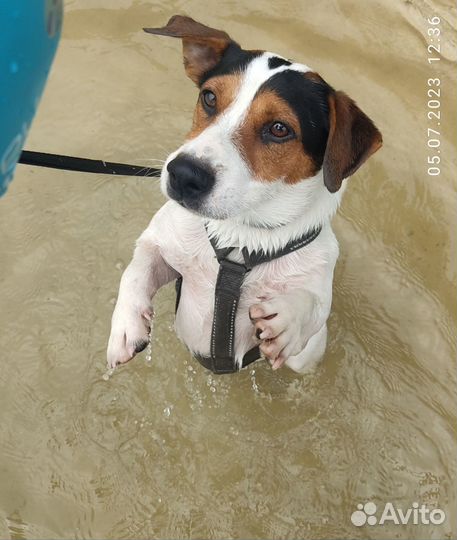 Джек Рассел для участия в фотосессиях, видеосъёмке