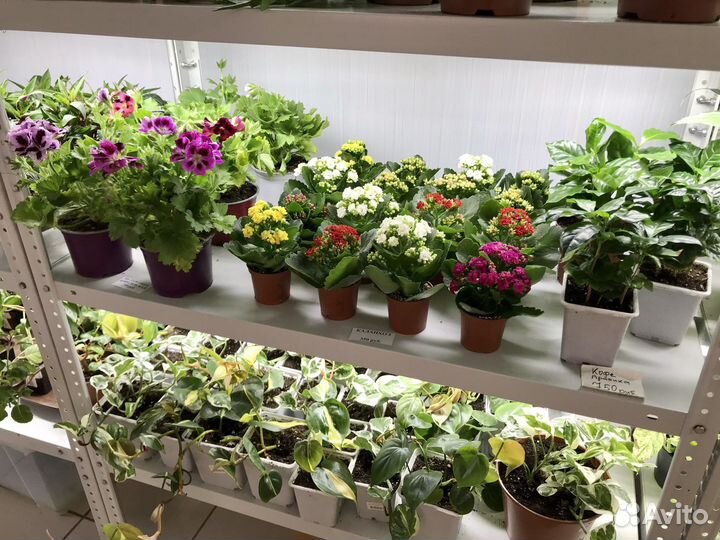 Коллекционные комнатные цветы