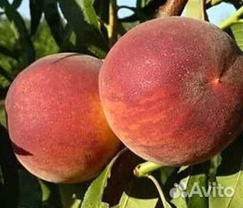 Саженцы персик кремлевский