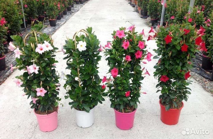 Диплодения