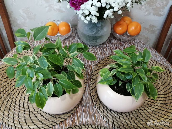 Фикус Бенджамина Кинки