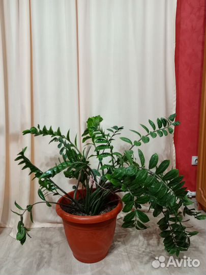 Домашние цветы в горшках