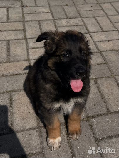 Щенки немецкой овчарки