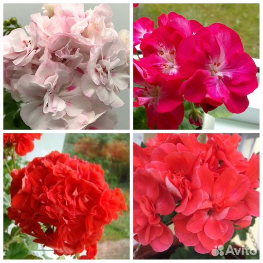 Пеларгонии сортовые