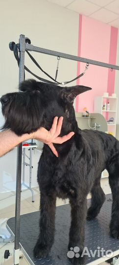 Груминг салон 