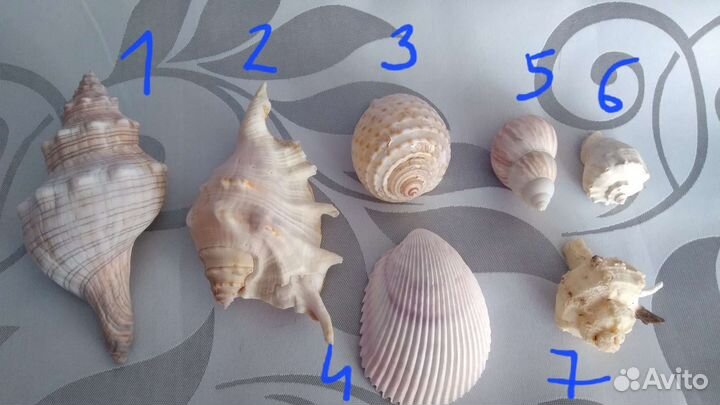 Раковины ракушки