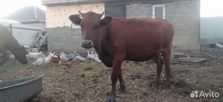 Телка 1.5 года