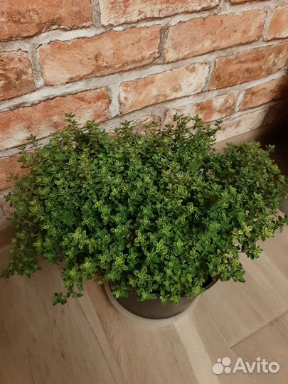 Тимьян ползучий